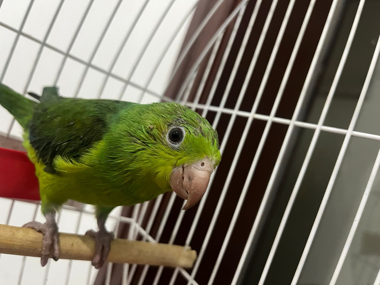 Bird vs Dog Meme