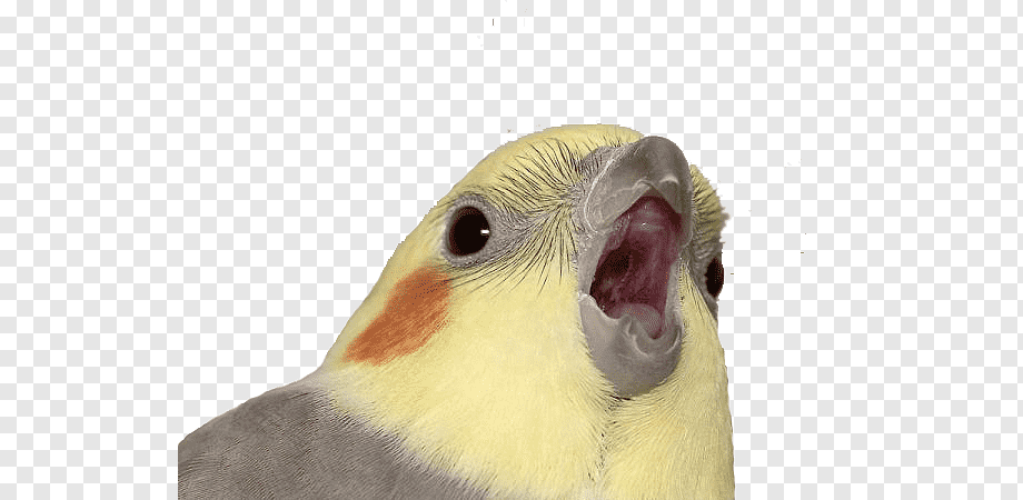 Brazilian Birds
